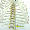 SPINE06 (12379) Médica Anatomia Ciência Life-Size Sternum com Rib Transpaeent para Medical School Education